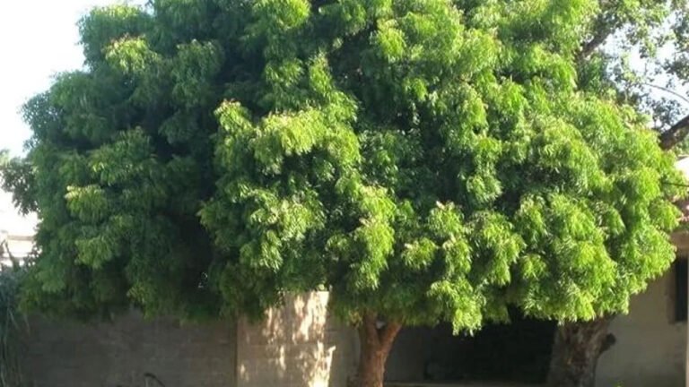 Neem tree | ఇంటి దక్షిణంలో వేప చెట్టు నాటండి.. శని దోషాలు తగ్గి, ఆరోగ్య పరిరక్షణ పొందండి!
