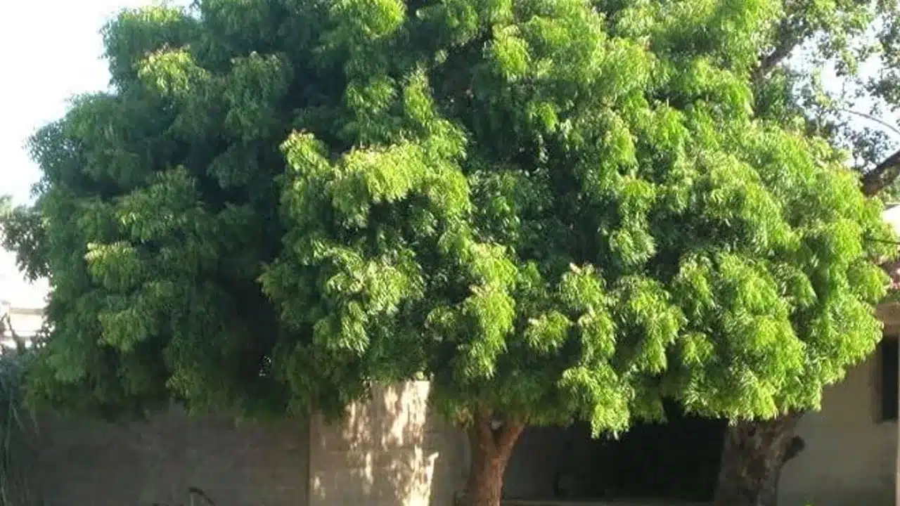Neem tree | ఇంటి దక్షిణంలో వేప చెట్టు నాటండి.. శని దోషాలు తగ్గి, ఆరోగ్య పరిరక్షణ పొందండి!