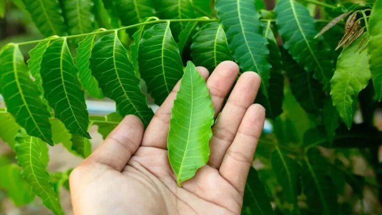Neem Leaves | వేప ఆకులు .. రోజుకు నాలుగు తింటే ఆరోగ్యానికి చక్కటి వరం!