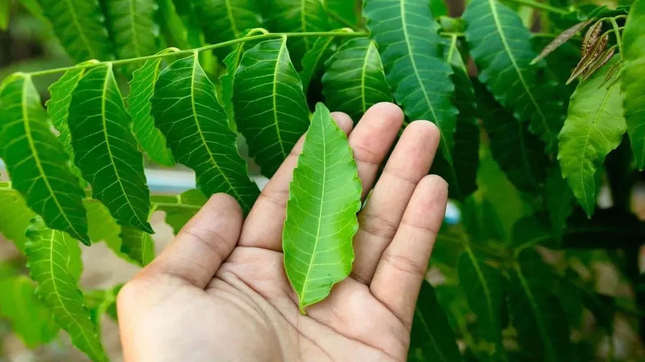 Neem Leaves | వేప ఆకులు .. రోజుకు నాలుగు తింటే ఆరోగ్యానికి చక్కటి వరం!