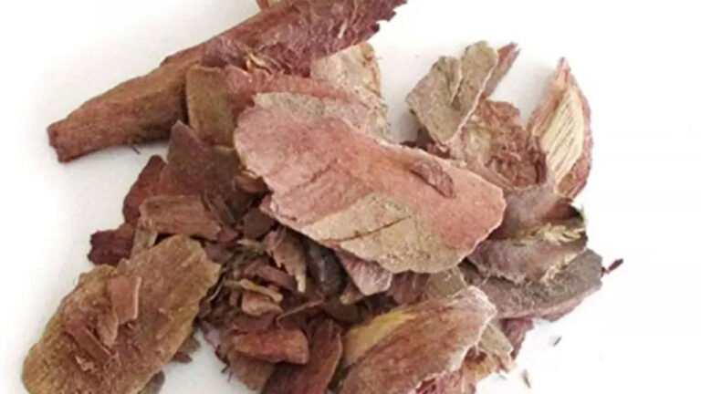 Arjuna Bark | హార్ట్‌కు రక్షణ: గుండె ఆరోగ్యానికి అర్జున బెరడు..ఆయుర్వేదంలో అద్భుత ఔషధం