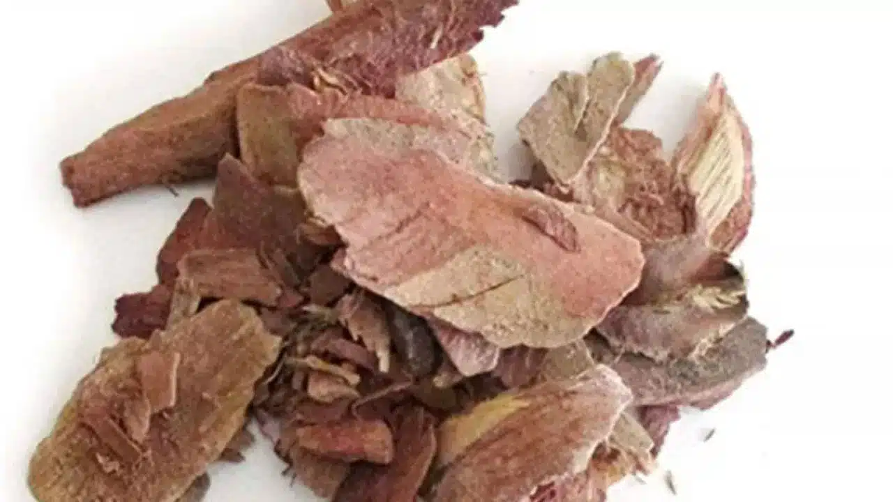 Arjuna Bark | హార్ట్‌కు రక్షణ: గుండె ఆరోగ్యానికి అర్జున బెరడు..ఆయుర్వేదంలో అద్భుత ఔషధం