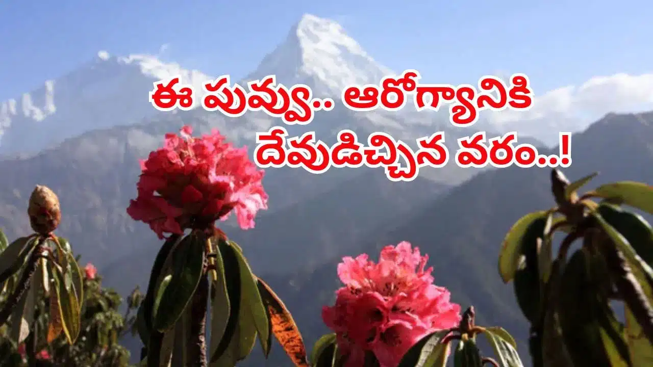 Buransh flower | హిమాలయాల వరం .. ‘బురాన్ష్ పువ్వు’ ఆరోగ్యానికి మహౌషధం!