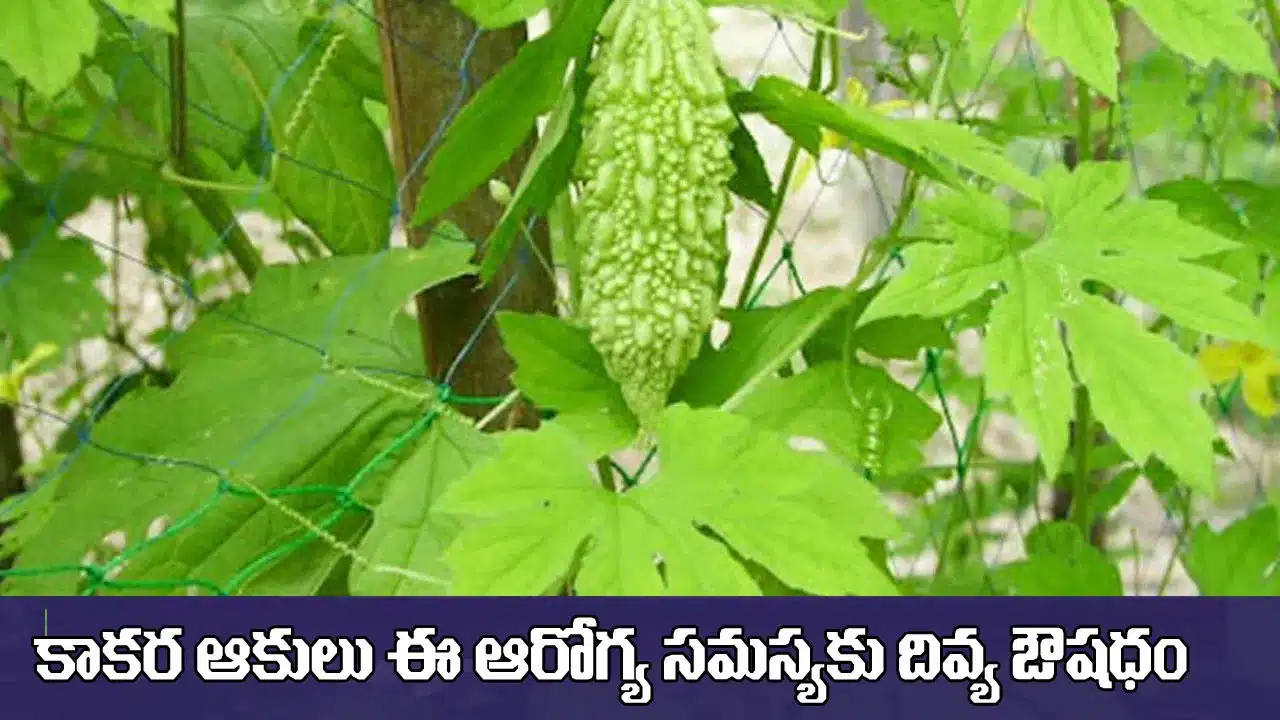 Bitter gourd leaves | మధుమేహ నియంత్రణలో సహాయపడే కాకరకాయ ఆకులు.. పచ్చిగా నమిలితే..