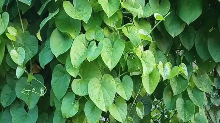 Giloy | యూరిక్ యాసిడ్ నియంత్రణకు తిప్పతీగ రామబాణం..కిడ్నీ స్టోన్స్, డయాబెటిస్‌కు సహజ పరిష్కారం!