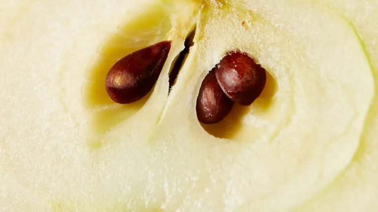 Apple Seeds | యాపిల్ గింజల్లో దాగి ఉన్న విషం .. డాక్టర్ల హెచ్చ‌రిక‌లు