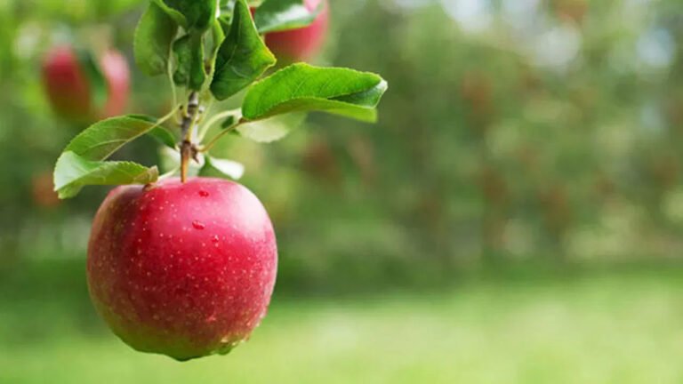 Apple | ఉదయాన్నే ఖాళీ కడుపుతో ఆపిల్ తింటే .. 30 రోజుల్లో మానసిక, శారీరక మార్పులు!