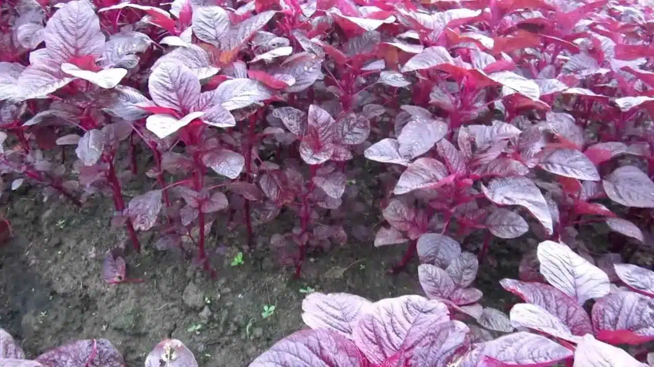 Red Amaranth | ఎర్ర తోటకూర ఆరోగ్య రహస్యం.. ప్రతి ఇంట్లో ఉండాల్సిన పౌష్టిక ఆకు కూర!