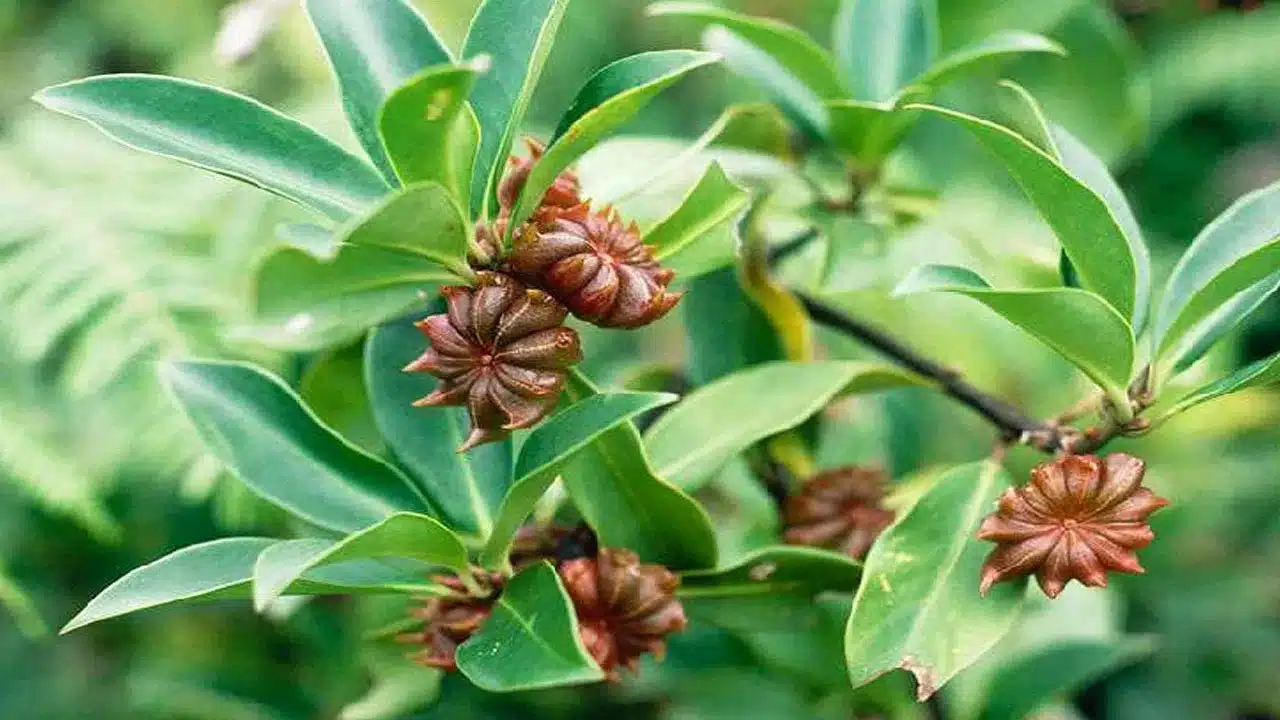 Star Anise | స్టార్ సోంపు ఆరోగ్య రహస్యాలు.. తప్పక డైట్లో చేర్చుకోవడం మరిచిపోకండి