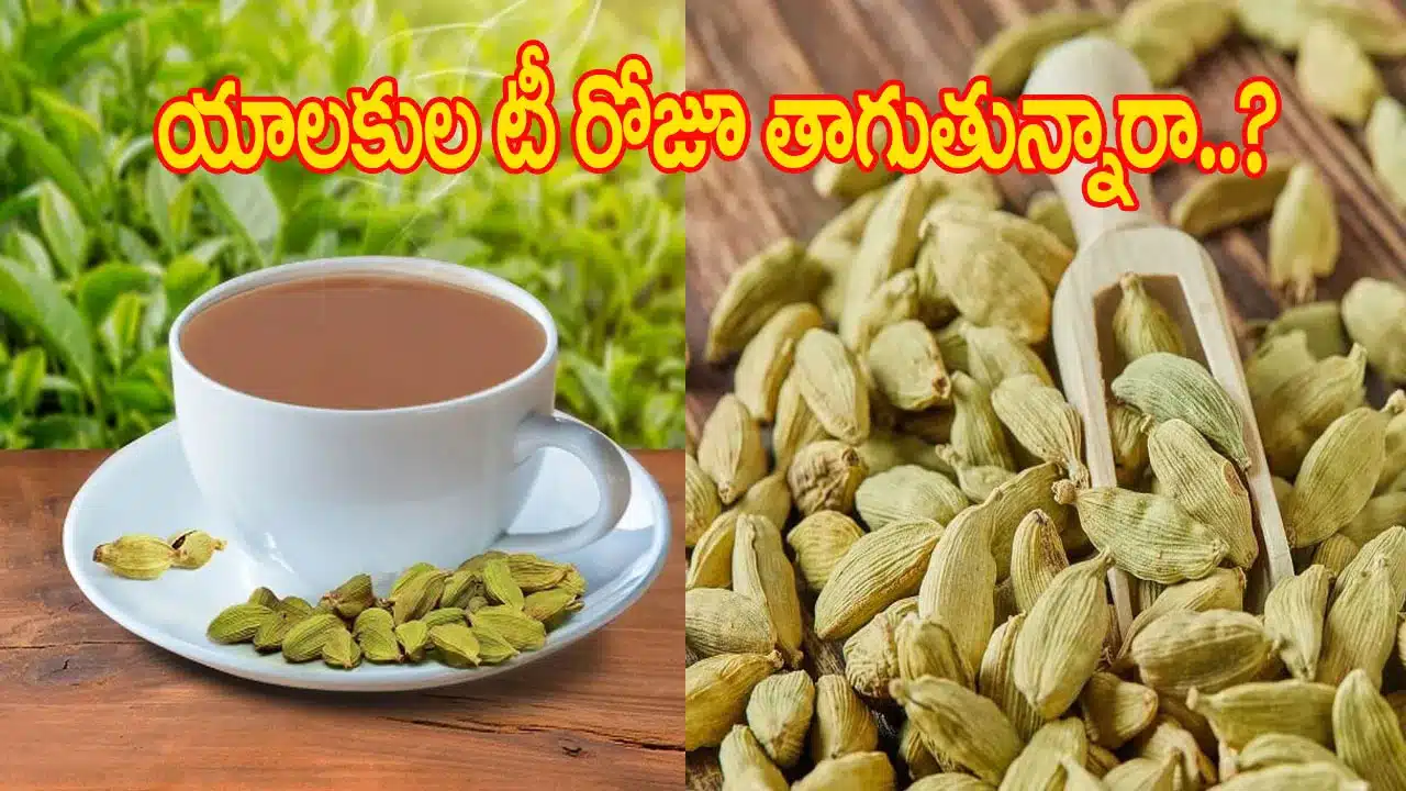 Cardamom Tea | యాలకుల టీ ఆరోగ్యానికి సూపర్ బూస్టర్.. వైద్య నిపుణులు ఏమంటున్నారంటే..!