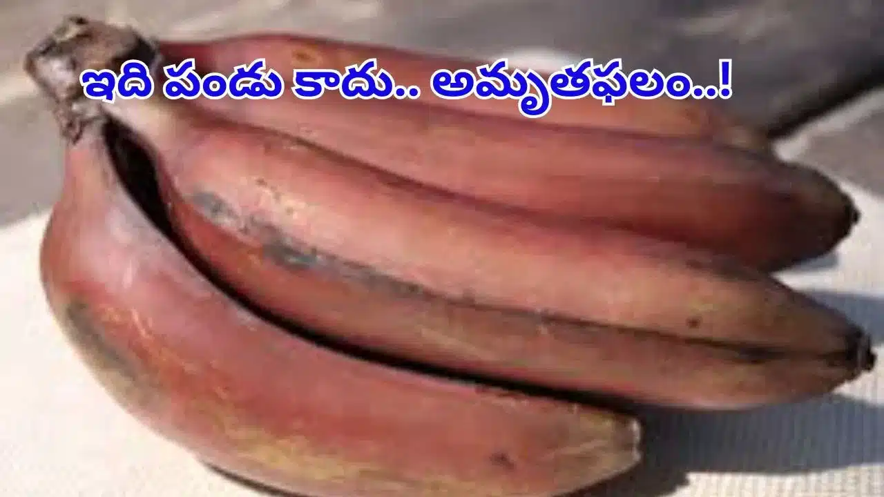 Banana | ఎర్ర అరటిపండు ఆరోగ్య రహస్యం .. గుండె నుంచి జీర్ణవ్యవస్థ వరకు అద్భుత ప్రయోజనాలు