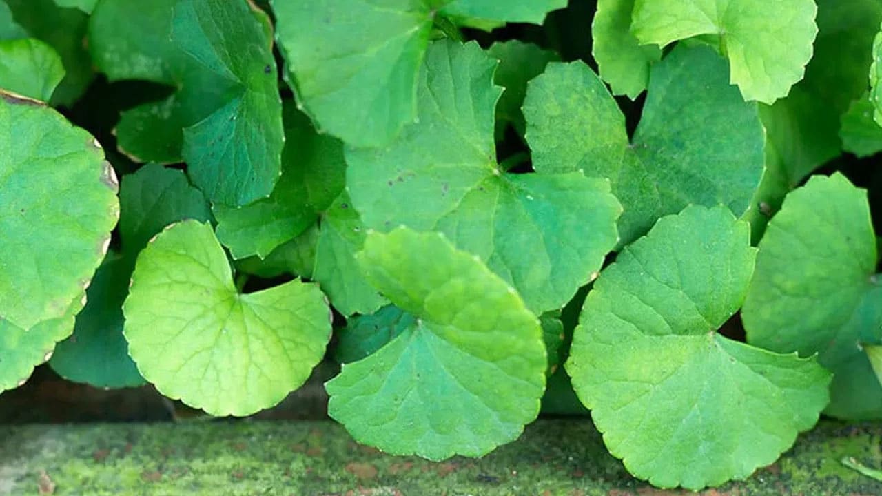 Health Tips | బ్రహ్మీ,వందకు పైగా రోగాలకు ఔషధం .. ఆయుర్వేదం చెబుతున్న అద్భుత లాభాలు