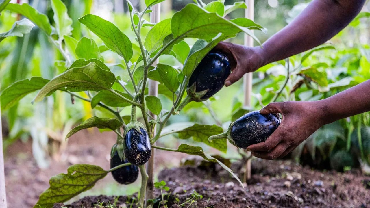 Brinjal | ఈ సమస్యలు ఉన్నవారు వంకాయకి దూరంగా ఉండాలి.. నిపుణుల హెచ్చరిక