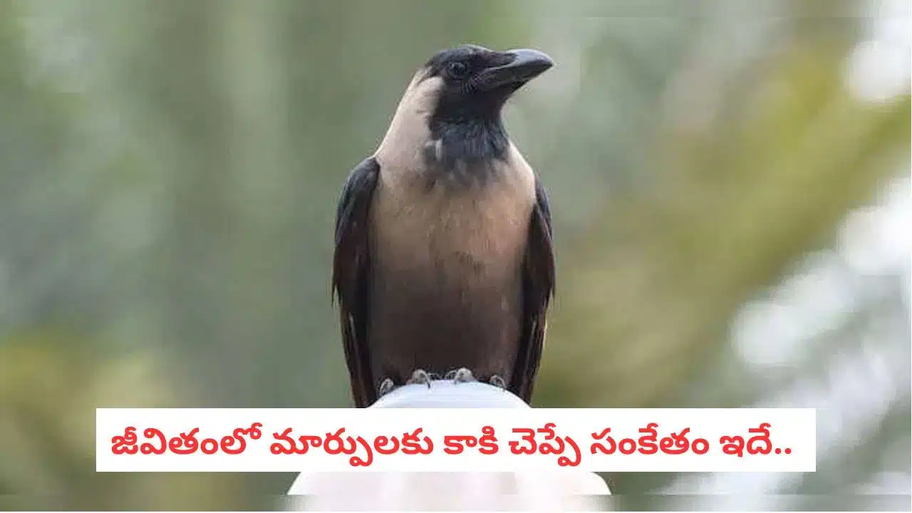 Crow | కాకులు కూసే శబ్దంలో భవిష్యత్తు సంకేతాలు? .. జ్యోతిష్యంలో కాకి శాస్త్రం విశేషాలు!