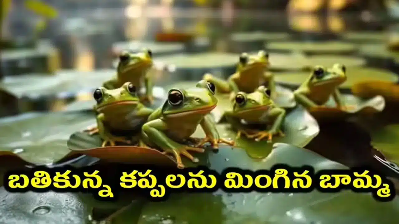 Frogs | బామ్మ ఎంత పని చేసింది.. బతికున్న 8 కప్పలని మింగగా, తర్వాత ఏమైందంటే..