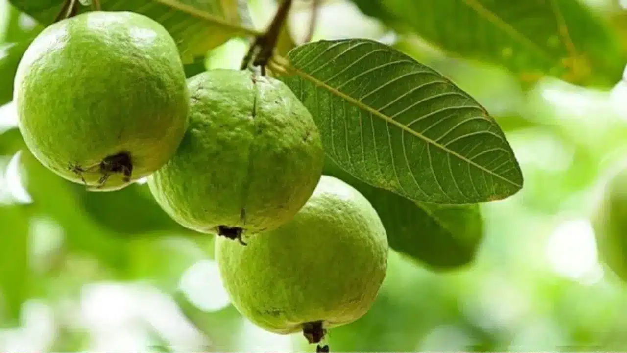 Gauva | కొలెస్ట్రాల్ నియంత్రణకు రోజూ ఒక జామపండు తినడం మంచి పరిష్కారం ..ఆరోగ్య నిపుణుల సూచన