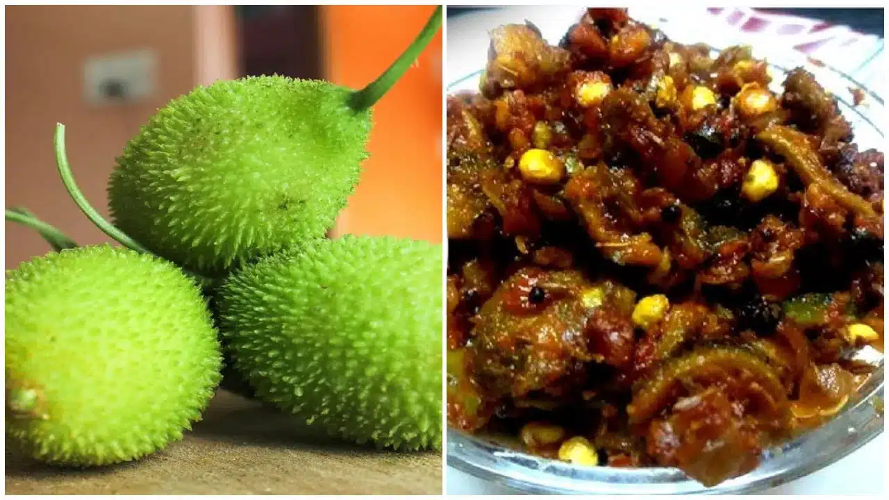 Boda kakara kaya | వర్షాకాలంలో బోడ కాకరకాయ సీజనల్ సూపర్ ఫుడ్ .. సీజన్ అయిపోతుంది, త్వరపడండి..!