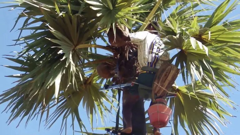 Toddy | కల్లులో దాగి ఉన్న అద్భుతాలు.. ఆరోగ్యానికి వరమా? ప్రమాదమా?