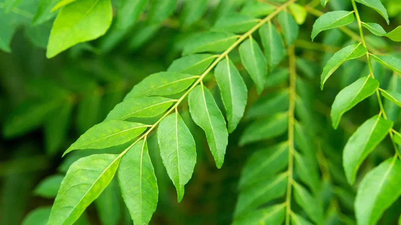 Curry Leaves | కరివేపాకు తినడం వల్ల ఆరోగ్యంతో పాటు అందం లభించే అద్భుత లాభాలు