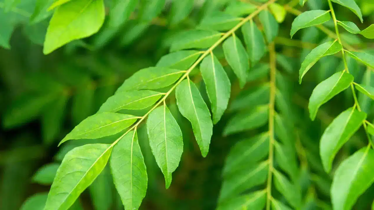 Curry Leaves | కరివేపాకు తినడం వల్ల ఆరోగ్యంతో పాటు అందం లభించే అద్భుత లాభాలు