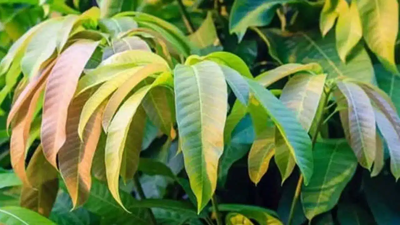 Mango leaf : మామిడి ఆకుల గుణాలు అపూర్వం ..డయాబెటిస్ నుండి గుండె ఆరోగ్యం వరకు..
