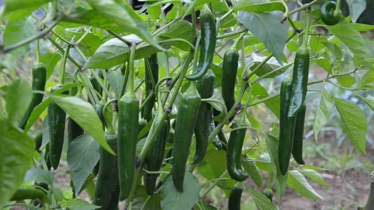 Green Chilli | పచ్చి మిరపకాయల అద్భుత గుణాలు .. కారంగా ఉన్నా ఆరోగ్యానికి వరంగా!
