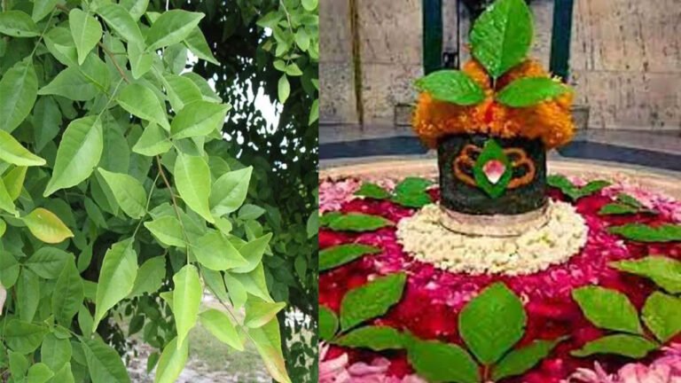 Vastu Tips | వాస్తు ప్రకారం ఇంట్లో మారేడు మొక్క నాటితే వచ్చే శుభఫలాలు ఏంటి.. ఎక్క‌డ నాటాలి?