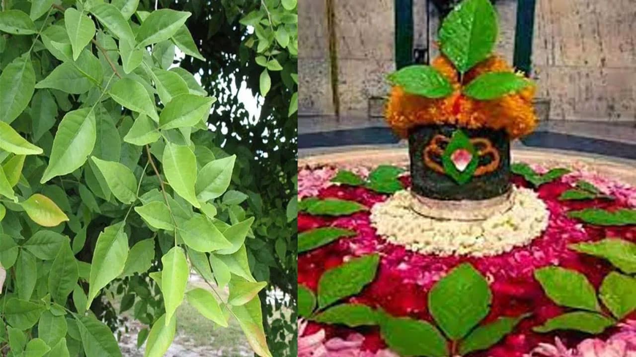Vastu Tips | వాస్తు ప్రకారం ఇంట్లో మారేడు మొక్క నాటితే వచ్చే శుభఫలాలు ఏంటి.. ఎక్కడ నాటాలి?