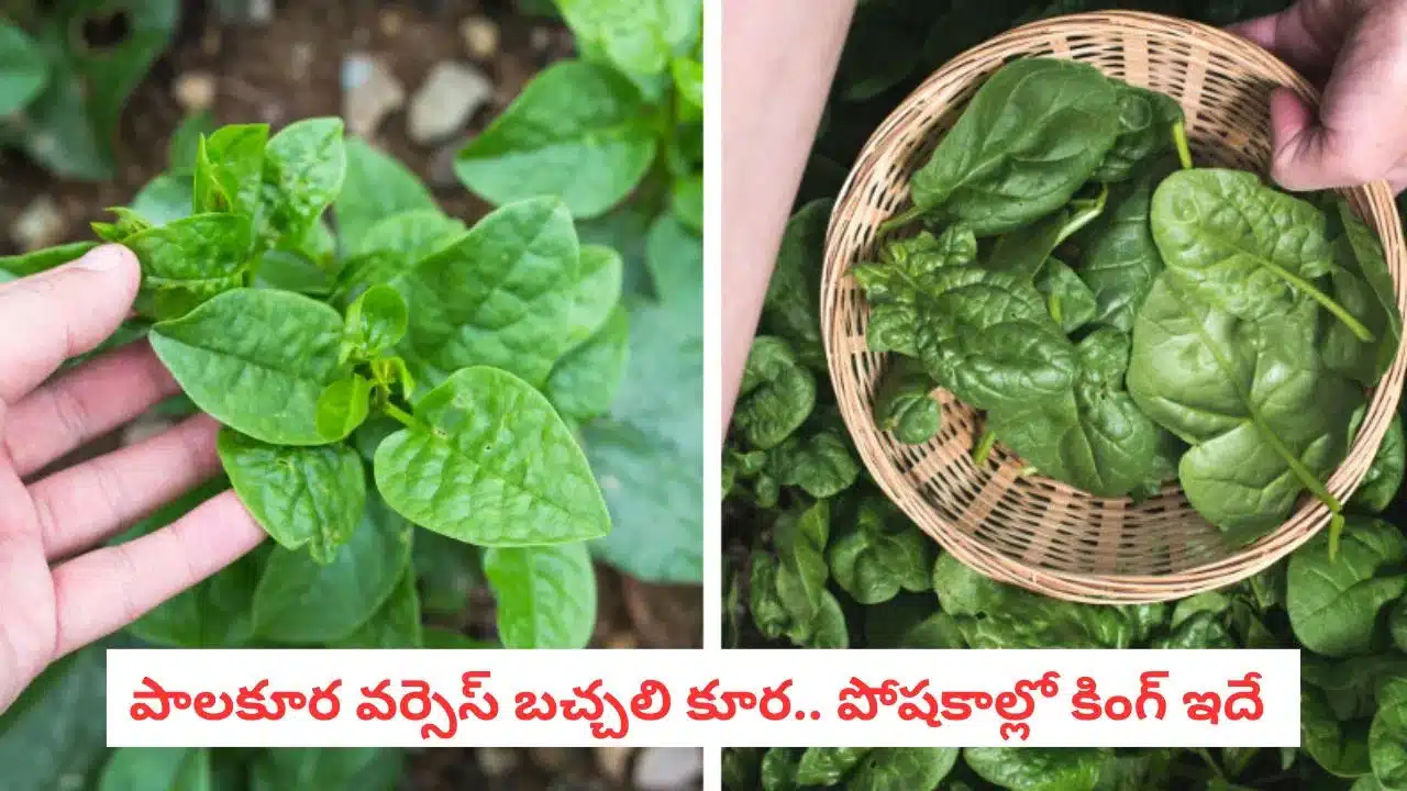 Spinach vs Malabar Spinach | పాలకూర vs బచ్చలికూర .. ఏ ఆకుకూరలో ఎక్కువ పోషకాలు ఉన్నాయంటే?