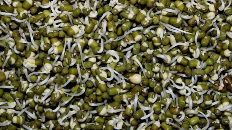 Sprouts | మొలకెత్తిన పెసలు తింటే బరువు తగ్గటమే కాదు.. చర్మం కూడా మెరిసిపోతుంది!