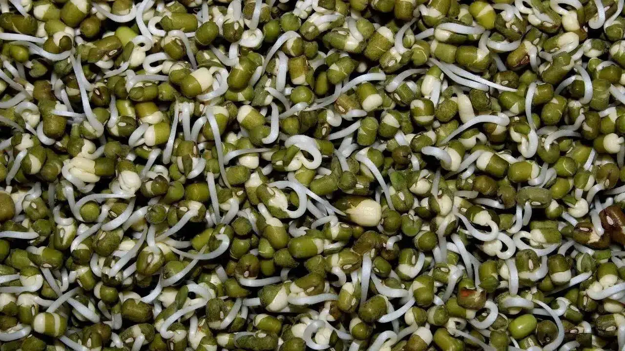 Sprouts | మొలకెత్తిన పెసలు తింటే బరువు తగ్గటమే కాదు.. చర్మం కూడా మెరిసిపోతుంది!