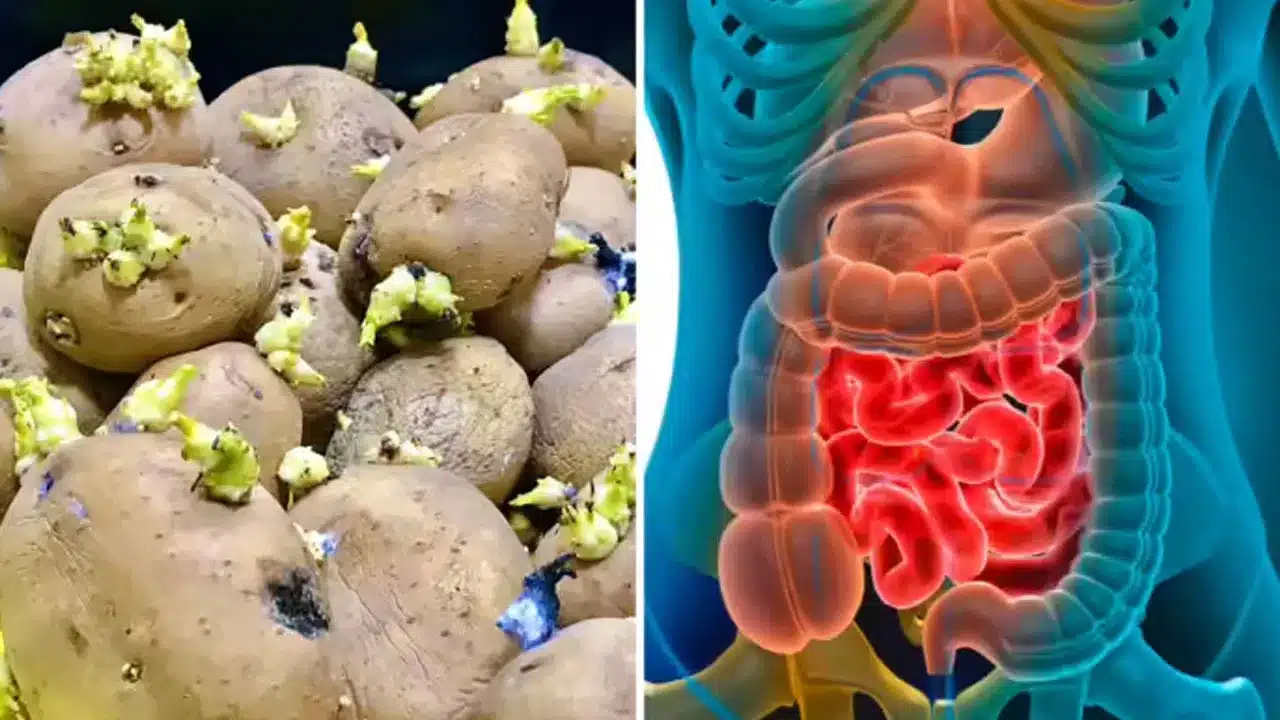 Potato | మొలకెత్తిన బంగాళాదుంపలు తినడం సురక్షితమా .. నిపుణుల హెచ్చరికలు తెలుసుకోండి