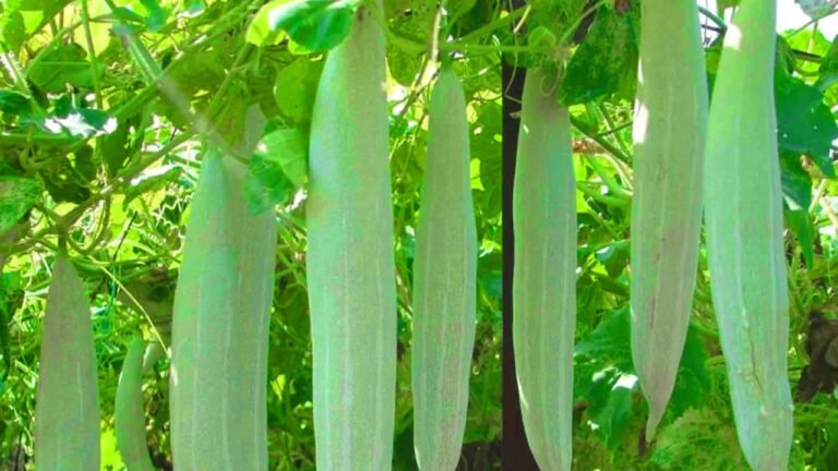 Snake Gourd | పొట్లకాయలో ఆరోగ్య రహస్యాలు .. క్యాన్సర్‌కు బ్రేక్, గుండెకు గార్డియన్, జుట్టుకు సంజీవని!