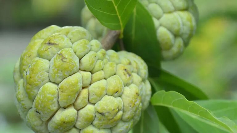 Custard Apple | సీతాఫలం తినడంలో జాగ్రత్తలు అవసరం .. ఈ ఆరోగ్య పరిస్థితుల్లో అస్స‌లు తినకూడదు!