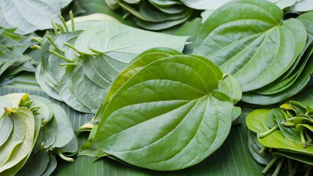 Health Tips | భోజనం తర్వాత తమలపాకు తినడం కేవలం సంప్రదాయం కాదు.. ఆరోగ్యానికి అమృతం!