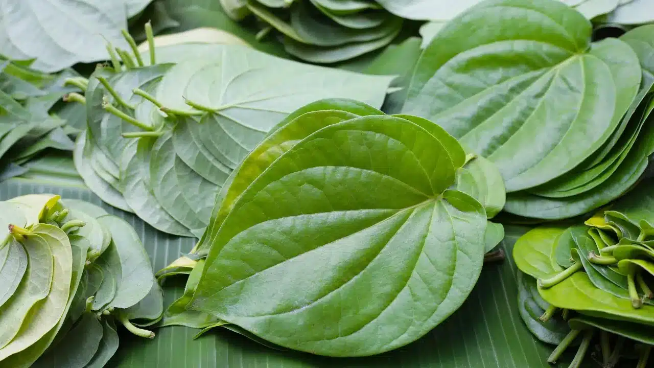 Health Tips | భోజనం తర్వాత తమలపాకు తినడం కేవలం సంప్రదాయం కాదు.. ఆరోగ్యానికి అమృతం!