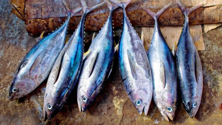 Fishes | ఈ చేపల్ని తినేటప్పుడు జాగ్రత్తలు తప్పనిసరి.. అస్స‌లు అజాగ్ర‌త్త చేయ‌వ‌ద్దు..!