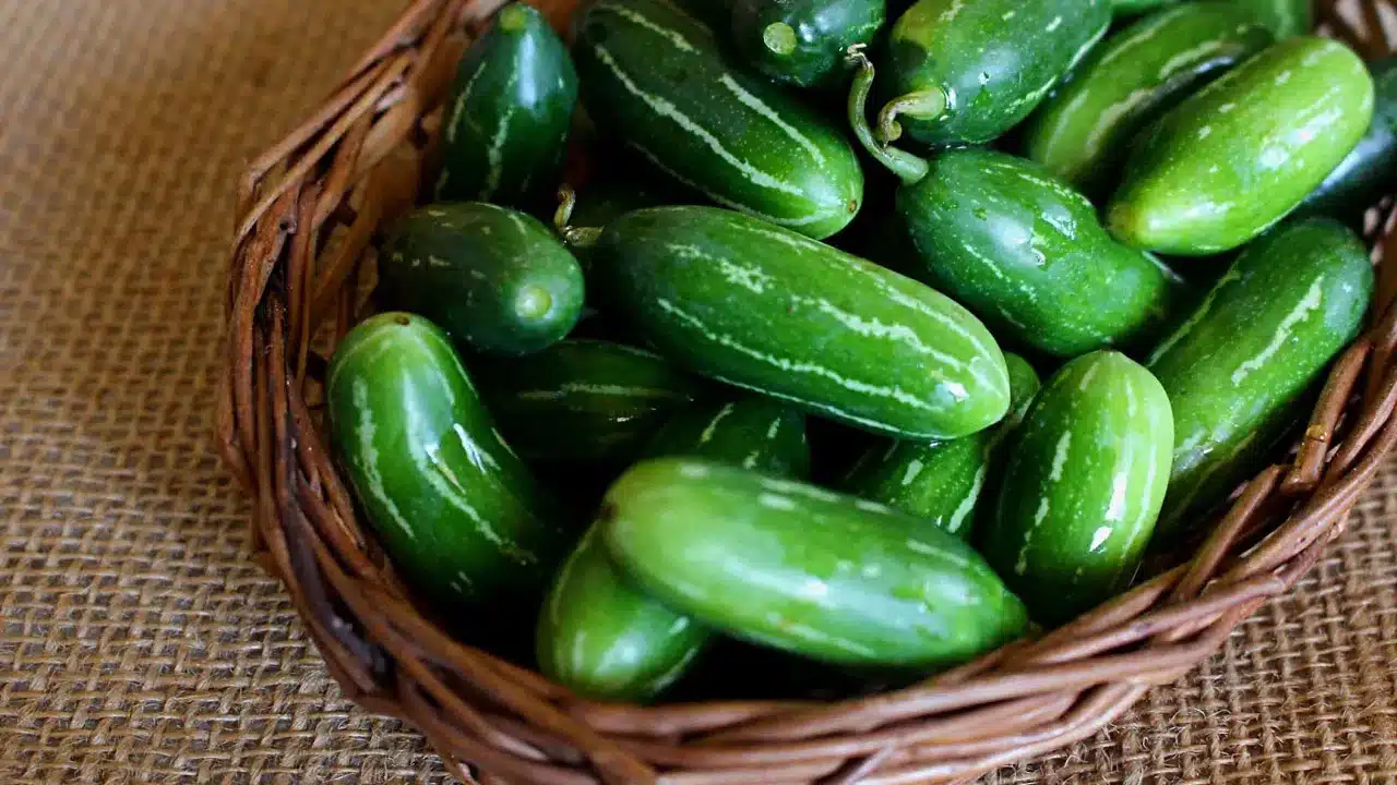 Ivy gourd | మధుమేహ రోగులకు వరం ..దొండకాయలో దాగి ఉన్న అద్భుత ఆరోగ్య రహస్యాలు!