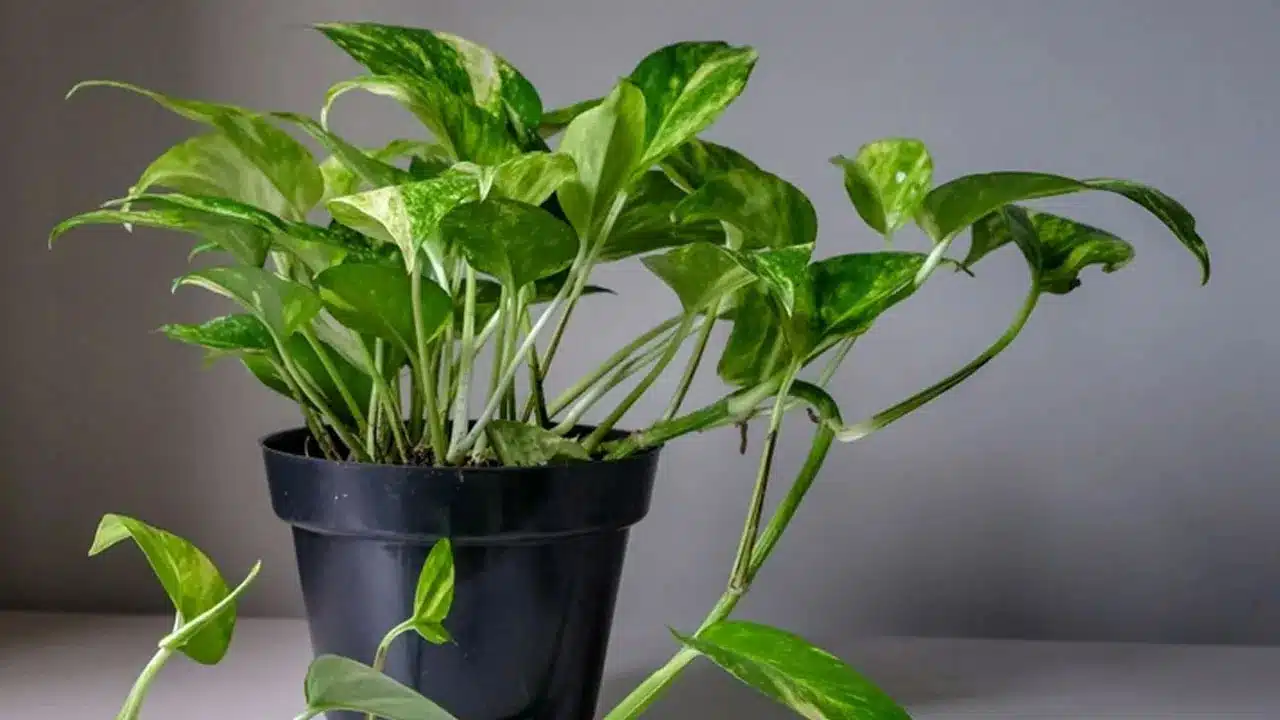 Money Plant | మనీ ప్లాంట్ పెంచేటప్పుడు జాగ్రత్త..! వాస్తు ప్రకారం చిన్న తప్పులు కూడా ఆర్థిక నష్టానికి కారణం..!