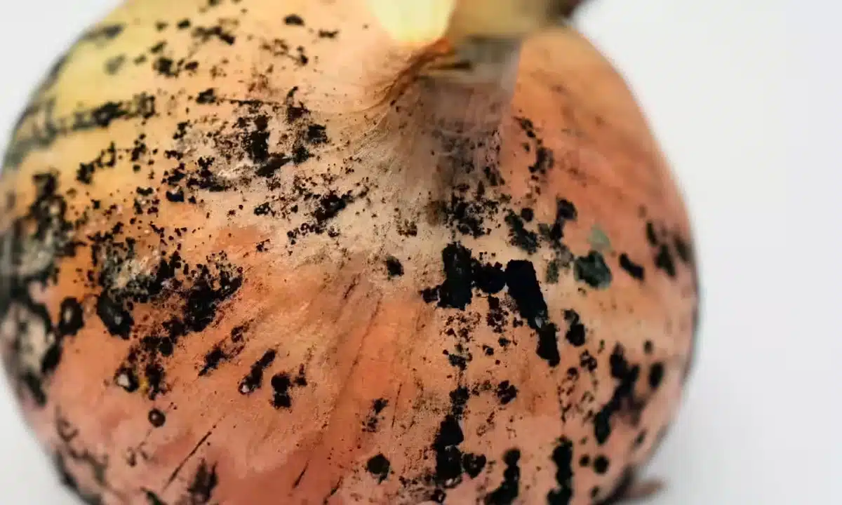 health issues with onion black streaks