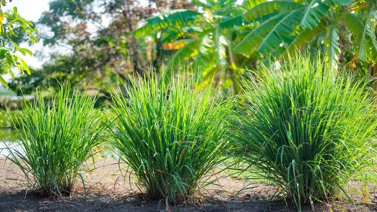 Amazing health benefits of lemongrass