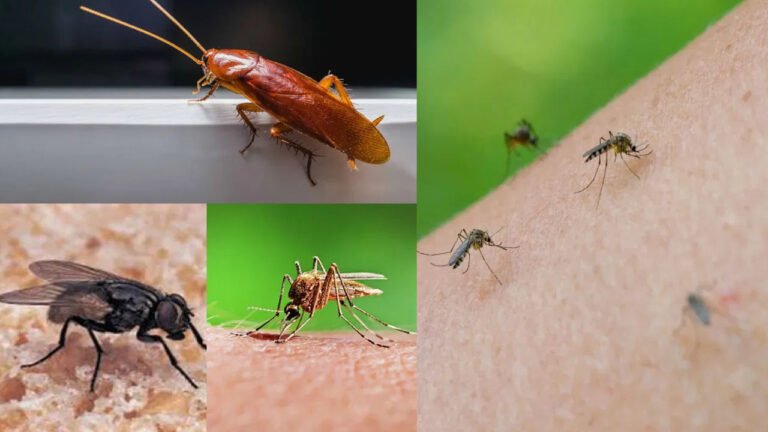 Home Remedies: ఇంట్లో కీటకాల బెడదకు చెక్: రసాయనాలు లేకుండా ఈ చిట్కాలు పాటిస్తే వెంటనే పరార్..!