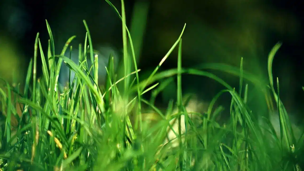 Garika : పల్లెల్లో కనిపించే గరిక.. నిర్లక్ష్యానికి గురైన ఈ గడ్డి వెనుక దాగిన ఆరోగ్య రహస్యాలు