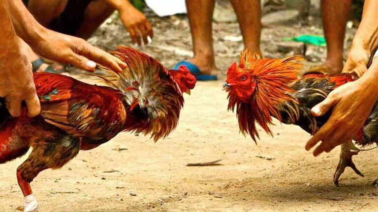 Sankranti Festival : సంక్రాంతి కోడిపందాలతో కోటీశ్వ‌రులుగా మారిన వైనం… రూ.1.53 కోట్ల పందెంతో జిల్లాలో కొత్త రికార్డు