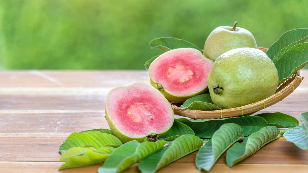 Guava : వీరు ఎట్టి పరిస్థితుల్లో జామపండు తినకూడదు..! ఏమికాదులే అని తిన్నారో అంతే సంగతి !!