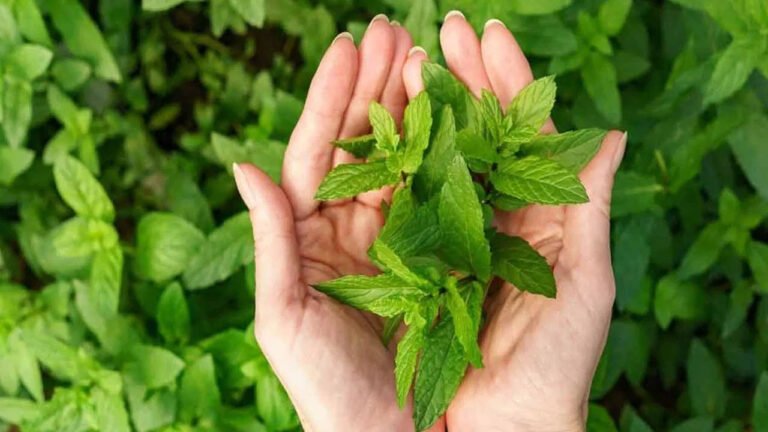 Mint : పుదీనా అని తేలికగా తీసుకోకండి.. రోజు తీసుకుంటే మీ ఆరోగ్యానికి ఆశ్చర్యకరమైన ప్రయోజనాలు ..!