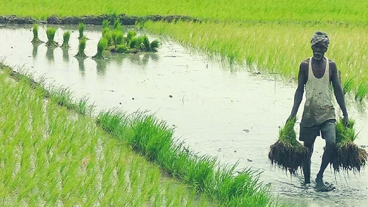 Farmer Rights Law మీ పొలానికి రోడ్ కావాలంటే ఈ చట్టం ద్వారా ఈజీ గా వచ్చేస్తుంది