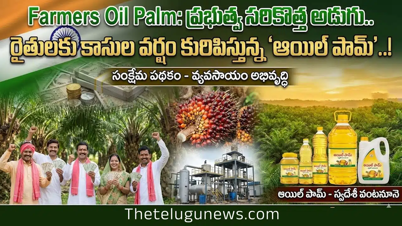 Farmers Oil Palm : ప్రభుత్వ సరికొత్త అడుగు.. రైతులకు కాసుల వర్షం కురిపిస్తున్న ‘ఆయిల్ పామ్’..!