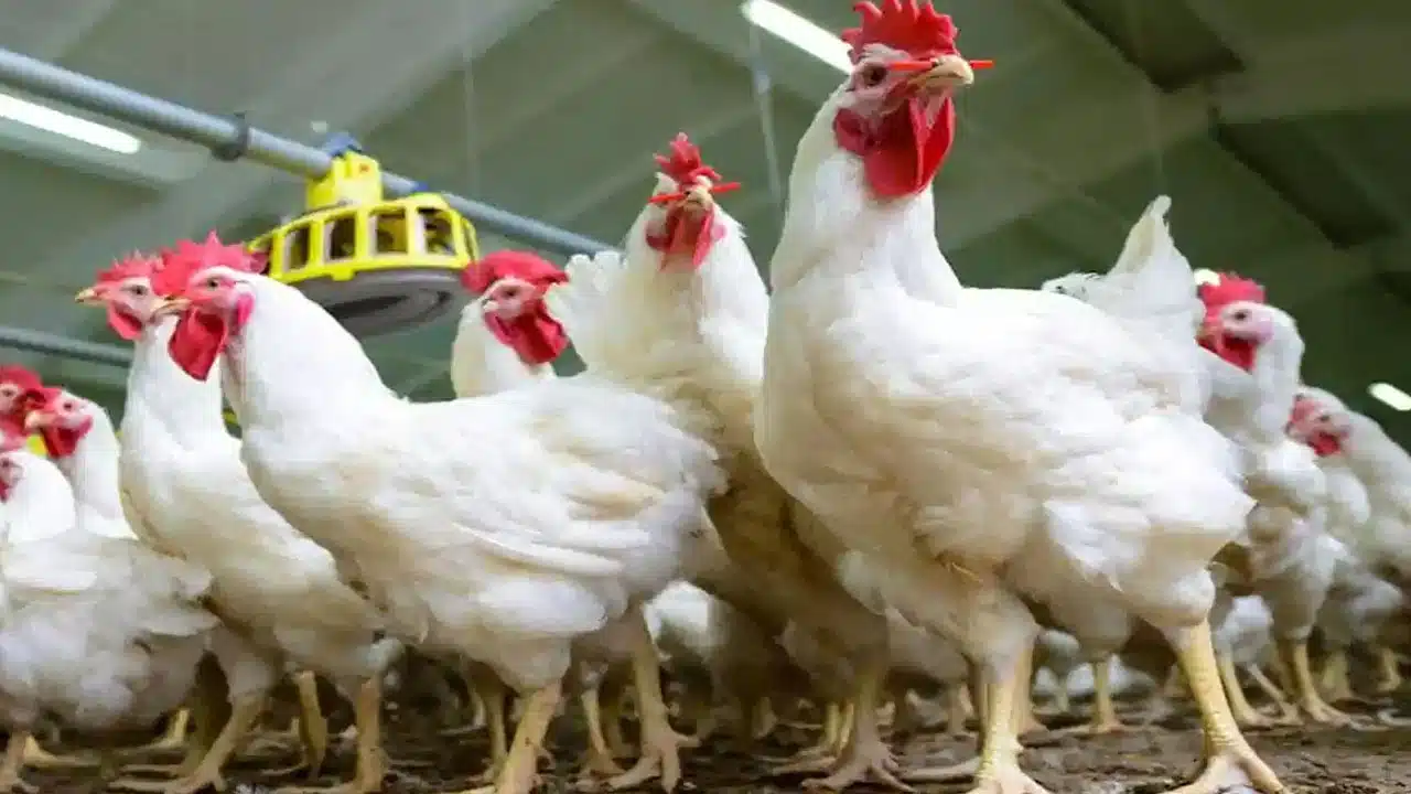 Good news: Chicken prices reduced