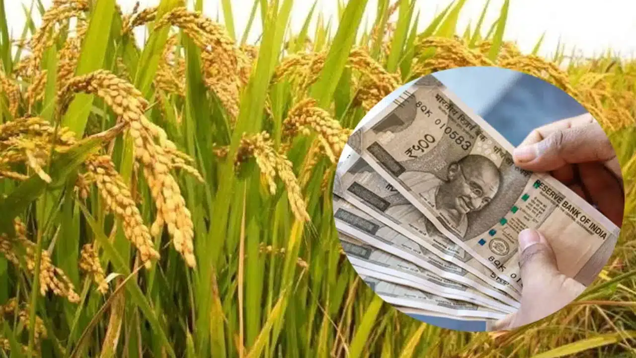 Good news for farmers.. Grain procurement funds deposited within 24 hours..!